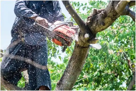 tree services Loch Lomond